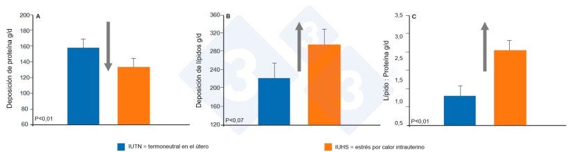 Figura 2. El estrés por calor intrauterino altera la composición corporal de la descendencia, reduciendo la deposición de proteína e incrementando la de grasa. Peso inicial de los cerdos experimentales: 62,4 ± 0,7 kg. Fuente: Johnson, Sanz Fernandez, Patience, et al., 2015.